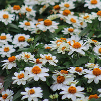 Zinnia Profusion White Seed
