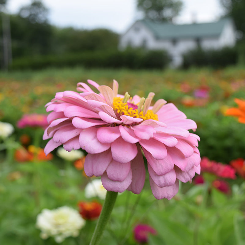 Zinnia Benary's Giant Lilac Seed