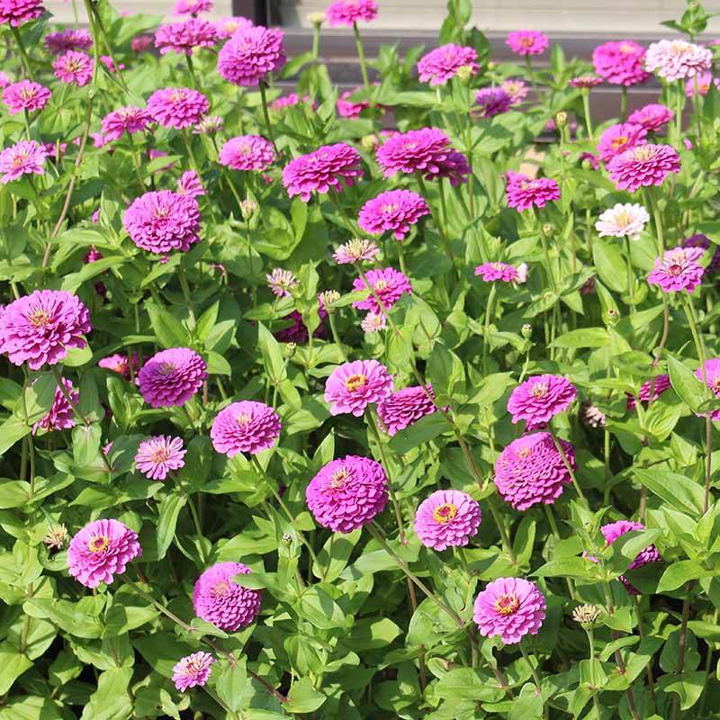 Zinnia Benary's Giant Lilac Seed