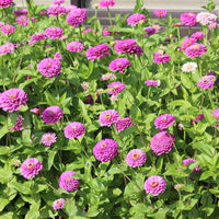 Zinnia Benary's Giant Lilac Seed