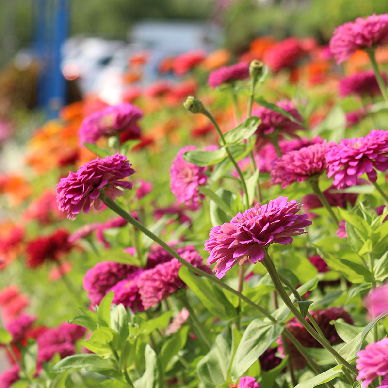 Zinnia Benary's Giant Lilac Seed