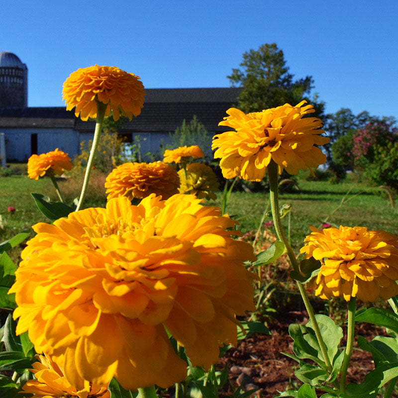 Zinnia Benary's Giant Golden Yellow Seed