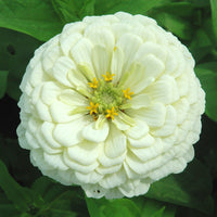 Zinnia Benary's Giant White Seed