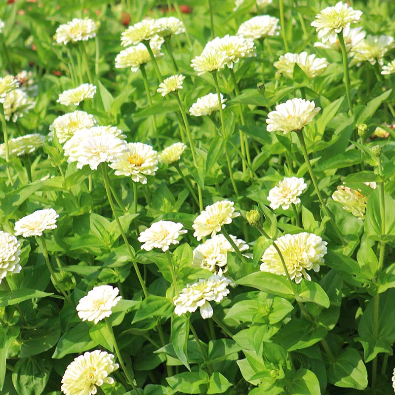 Zinnia Benary's Giant White Seed