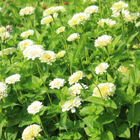 Zinnia Benary's Giant White Seed