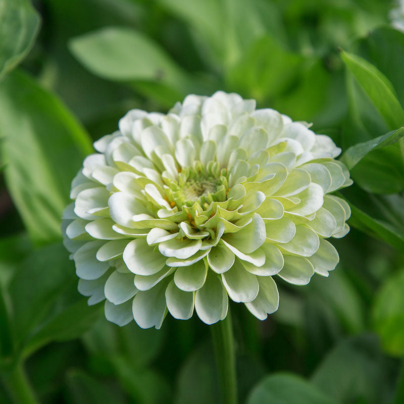 Zinnia Benary's Giant White Seed