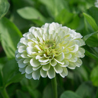 Zinnia Benary's Giant White Seed