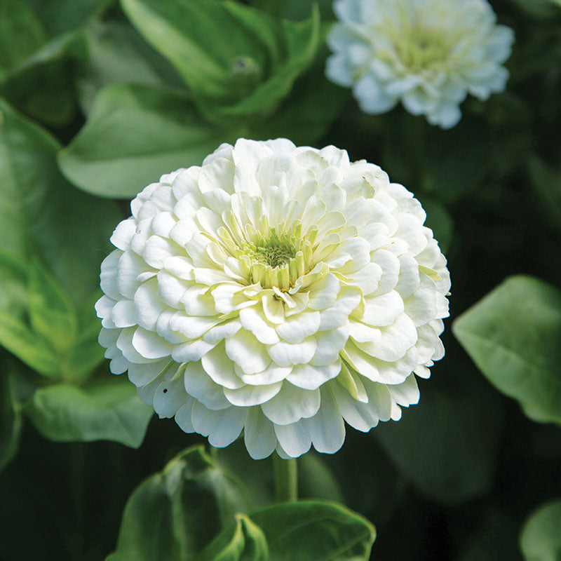 Zinnia Benary's Giant White Seed