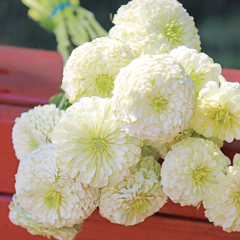 Zinnia Benary's Giant White Seed