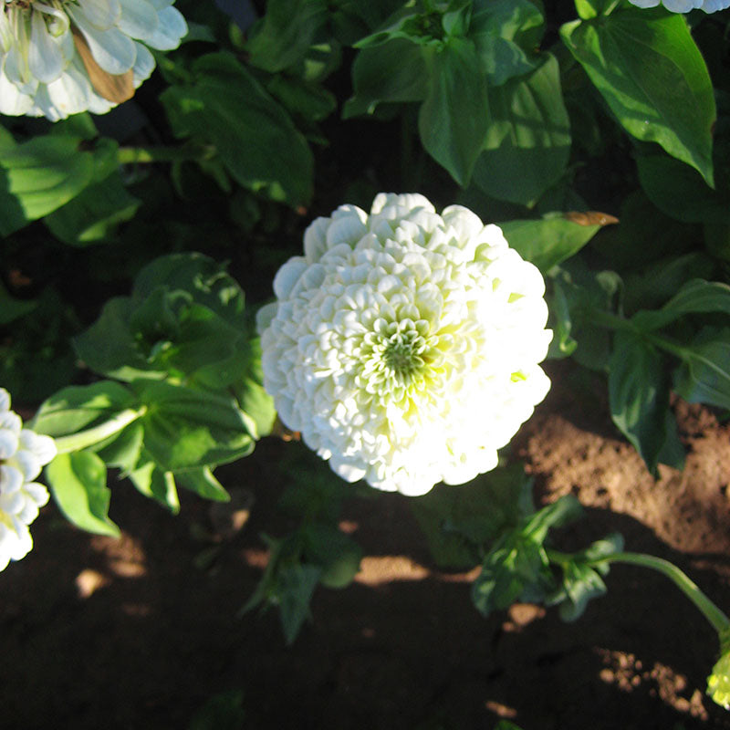 Zinnia Benary's Giant White Seed