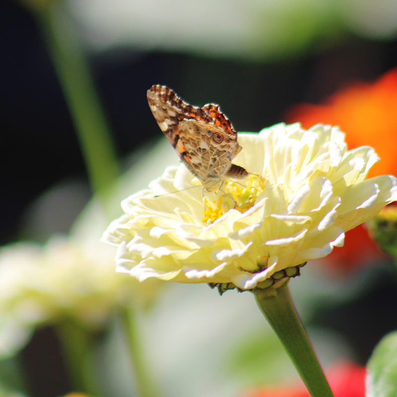 Zinnia Benary's Giant White Seed