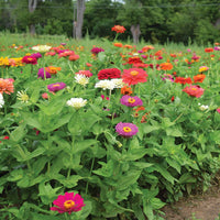 Zinnia Benary's Giant Mix Seed