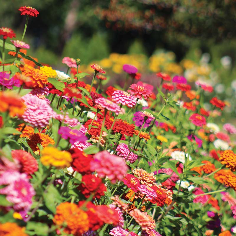 Zinnia Benary's Giant Mix Seed