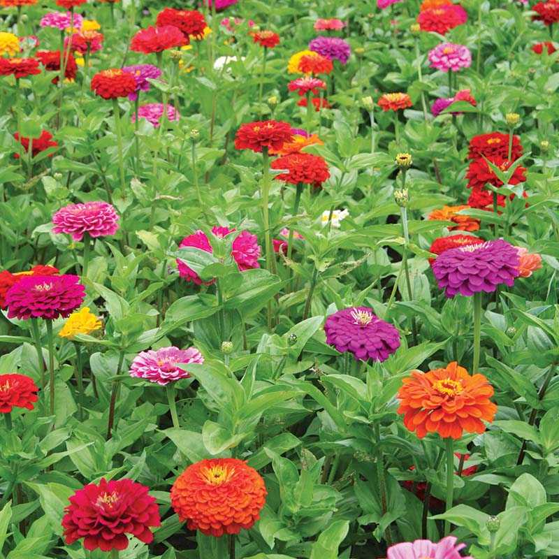 Zinnia Benary's Giant Mix Seed