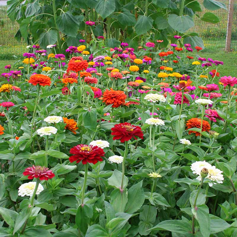 Zinnia Benary's Giant Mix Seed
