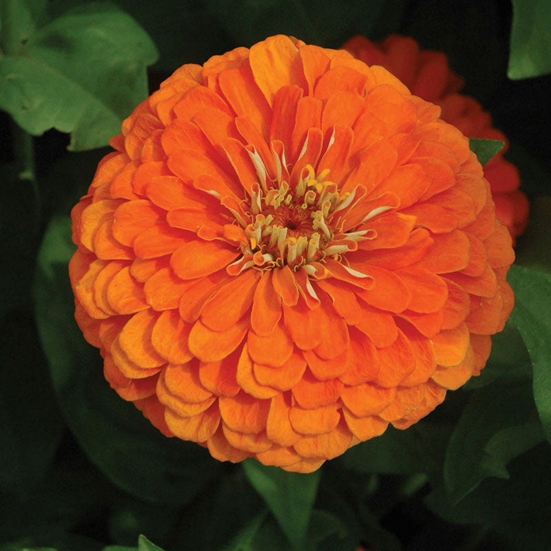 Zinnia Benary's Giant Mix Seed