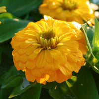 Zinnia Magellan Yellow F1 Seed