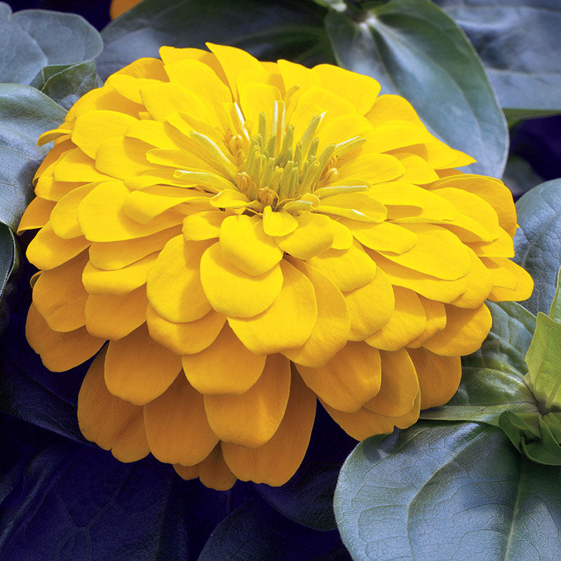 Zinnia Magellan Yellow F1 Seed