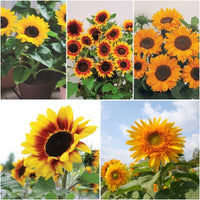 Sunflower Garden Collection Seed