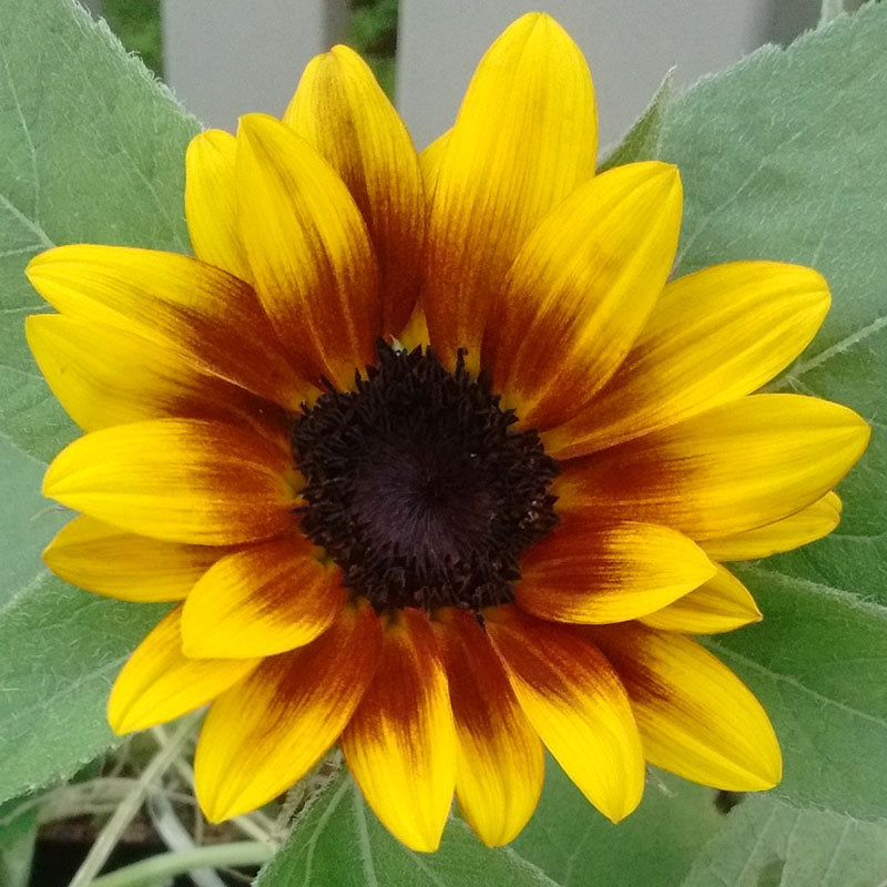 Sunflower Garden Collection Seed