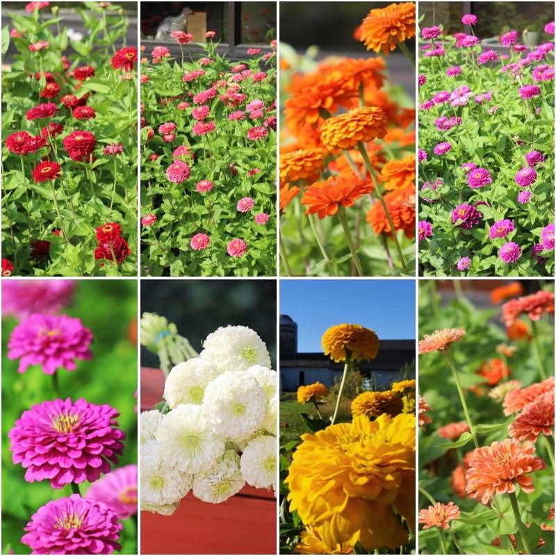 Zinnia Benary's Giant Collection Seed