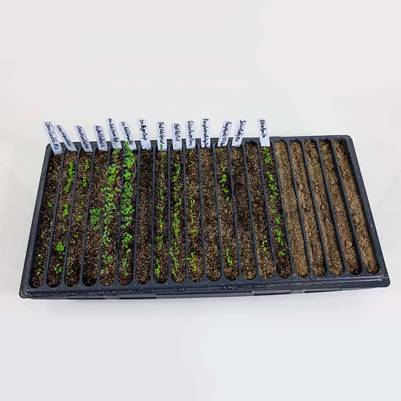 20 Row Germination Trays
