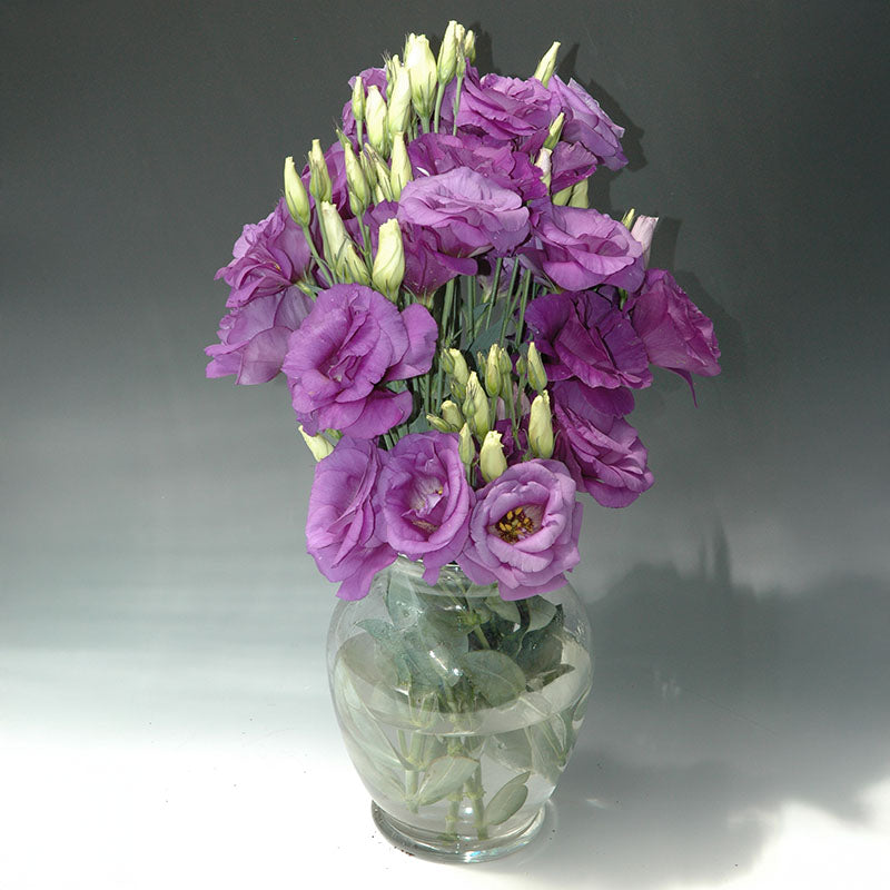 Lisianthus Mariachi Blue F1 Seed