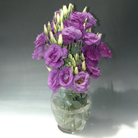 Lisianthus Mariachi Blue F1 Seed