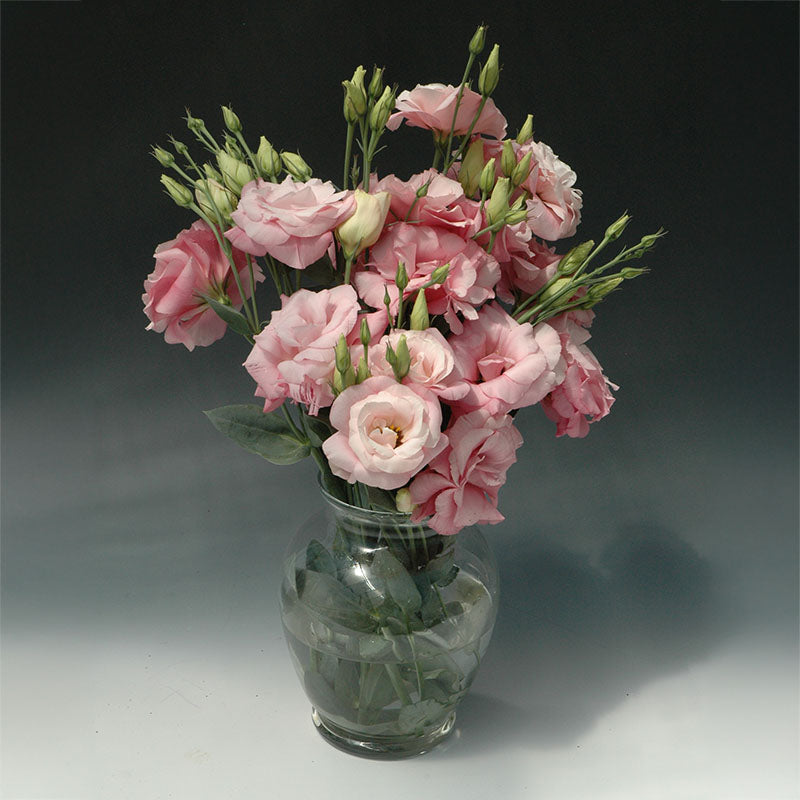 Lisianthus Mariachi Pink F1 Seed