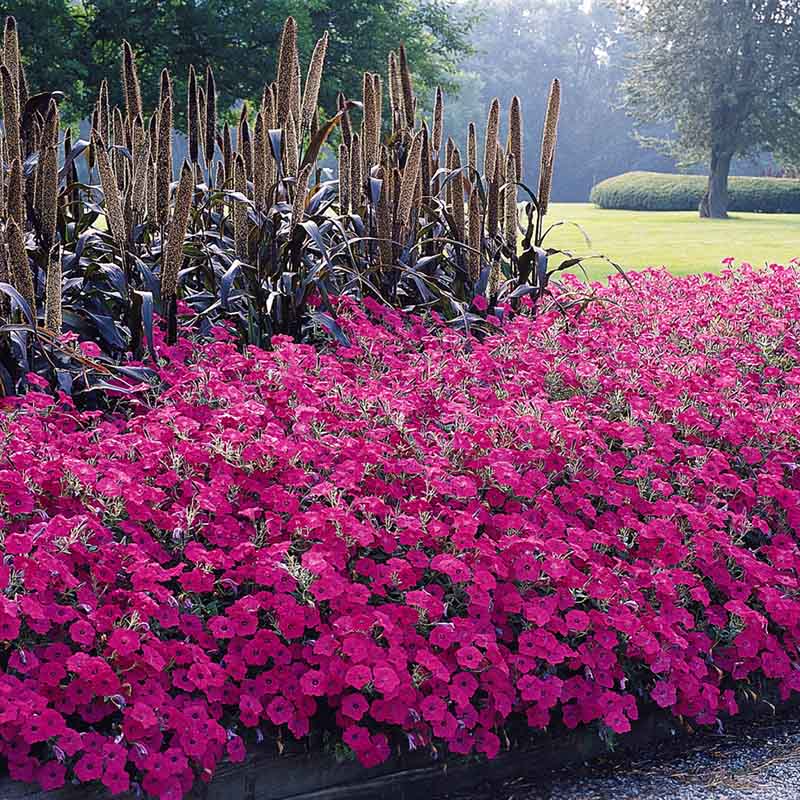 Petunia Tidal Wave Hot Pink F1 Seed