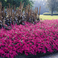 Petunia Tidal Wave Hot Pink F1 Seed