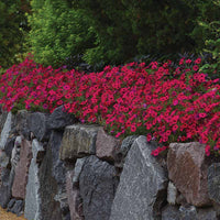 Petunia Tidal Wave Cherry F1 Seed