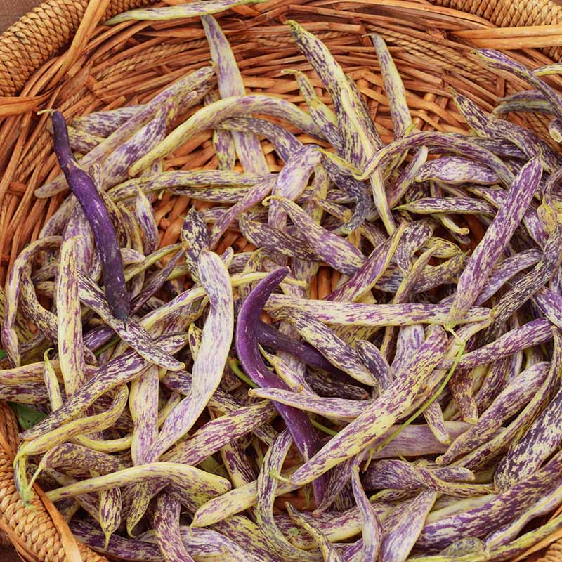 Bean Dragon Tongue Seed