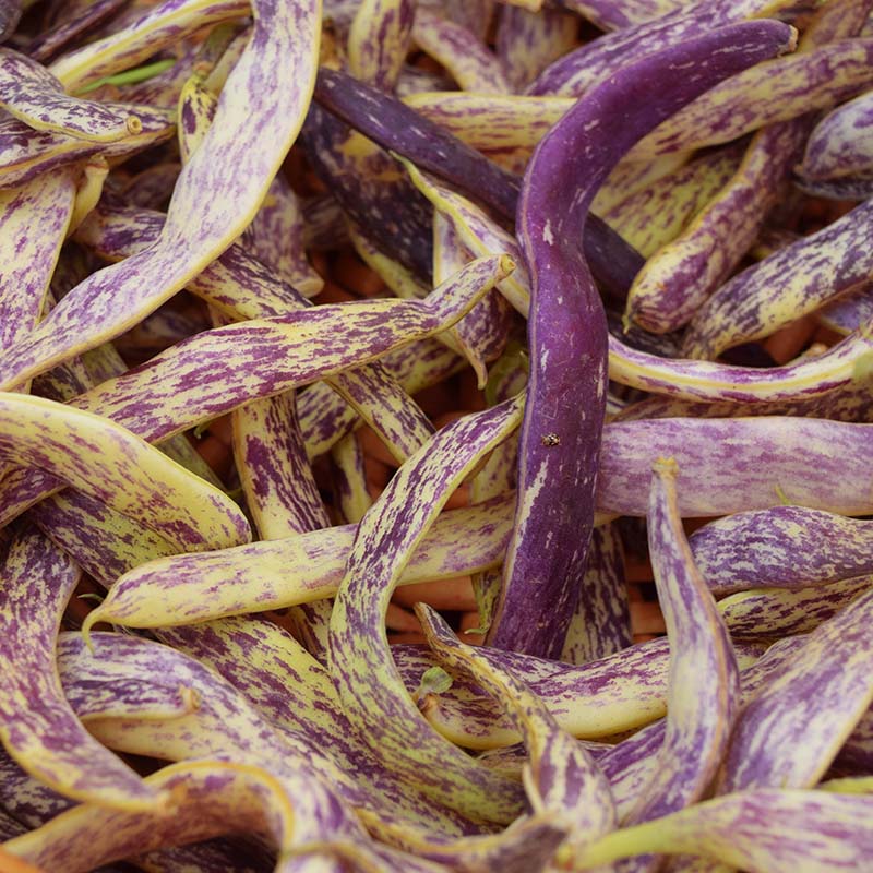 Bean Dragon Tongue Seed