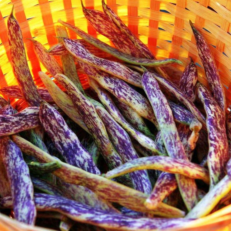 Bean Dragon Tongue Seed