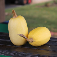Squash Primavera F1 Seed