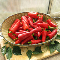Pepper Sweety F1 Seed