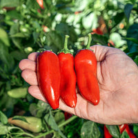 Pepper Sweety F1 Seed