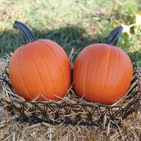 Pumpkin Mischief F1 Seed