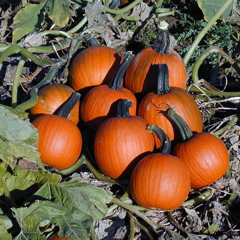 Pumpkin Mischief F1 Seed