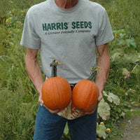 Pumpkin Mischief F1 Seed