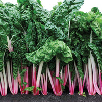 Swiss Chard Peppermint Seed