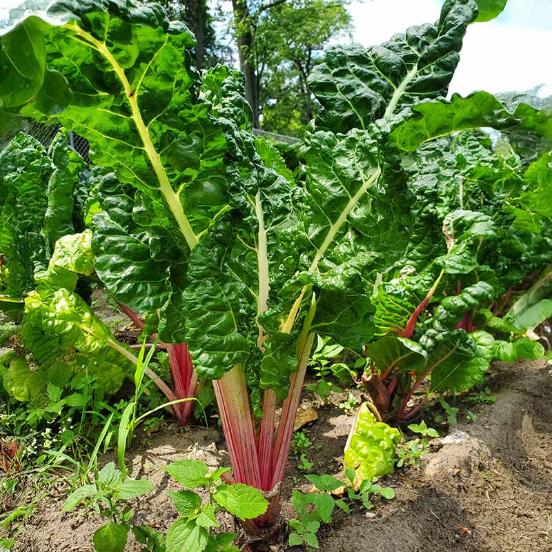 Swiss Chard Peppermint Seed