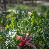 Swiss Chard Peppermint Seed