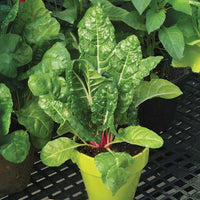 Swiss Chard Peppermint Seed