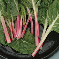 Swiss Chard Peppermint Seed