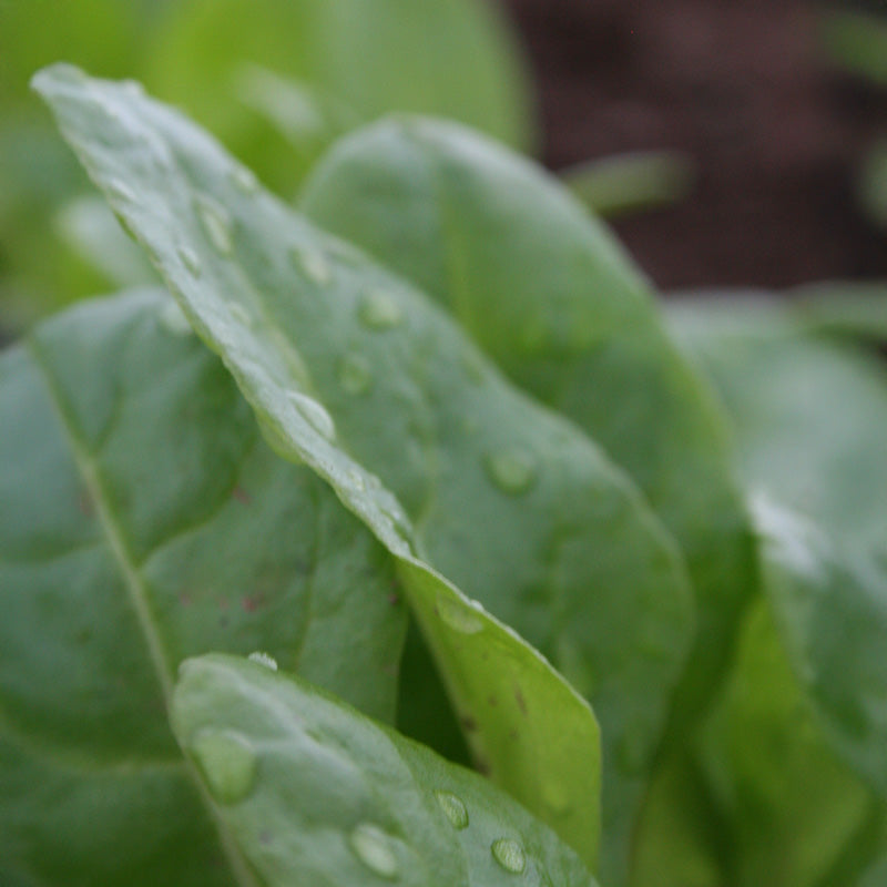Swiss Chard Peppermint Seed