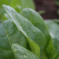 Swiss Chard Peppermint Seed