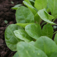 Swiss Chard Peppermint Seed