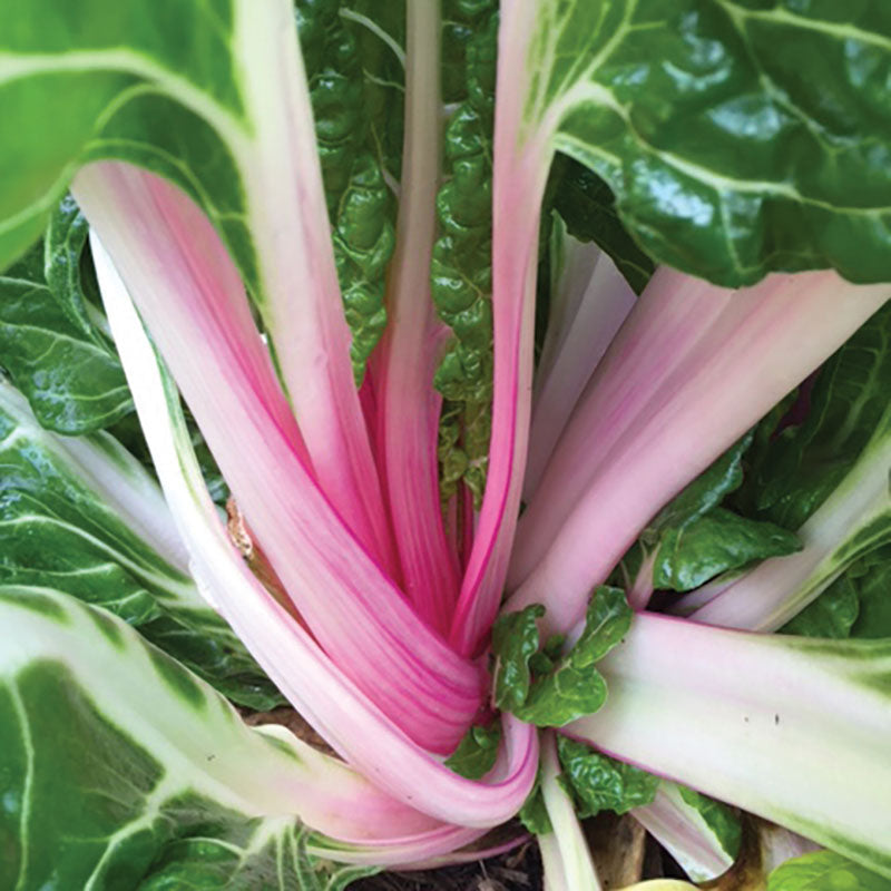 Swiss Chard Peppermint Seed